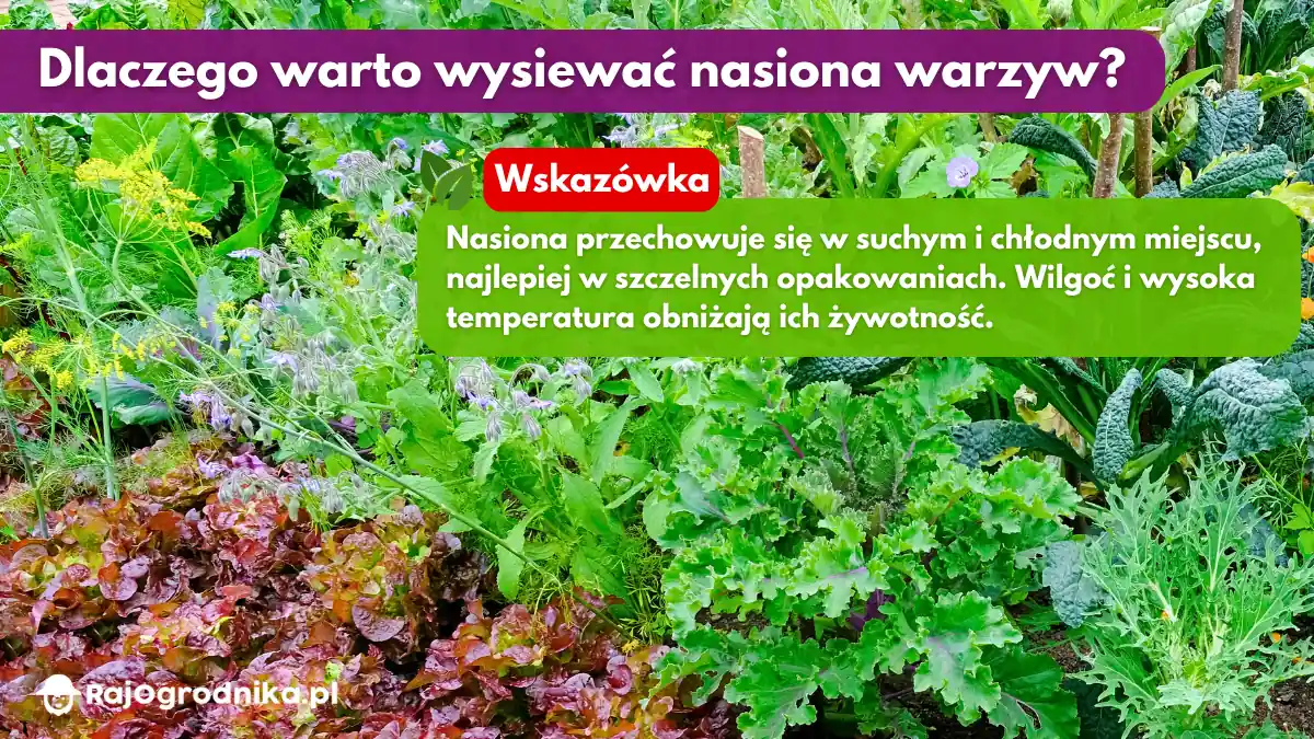 Dlaczego-warto-wuysiewać-nasiona-warzyw-blog-sklep-rajogrodnika